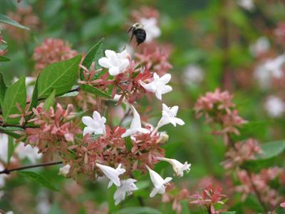 Abelia grandiflora